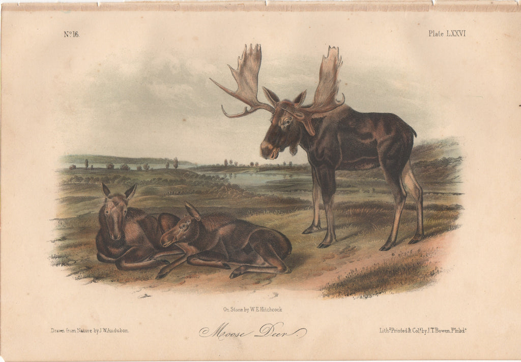 Audubon Original Octavo Mammal, Moose Deer plate 76