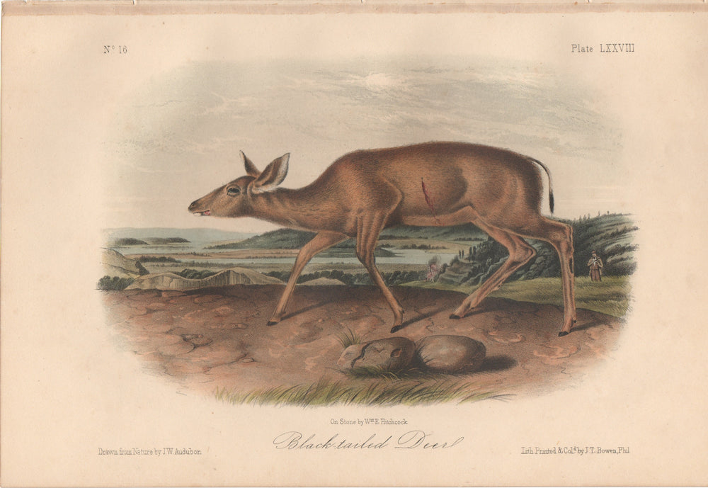 Audubon Original Octavo Mammal, Black-tailed Deer plate 78