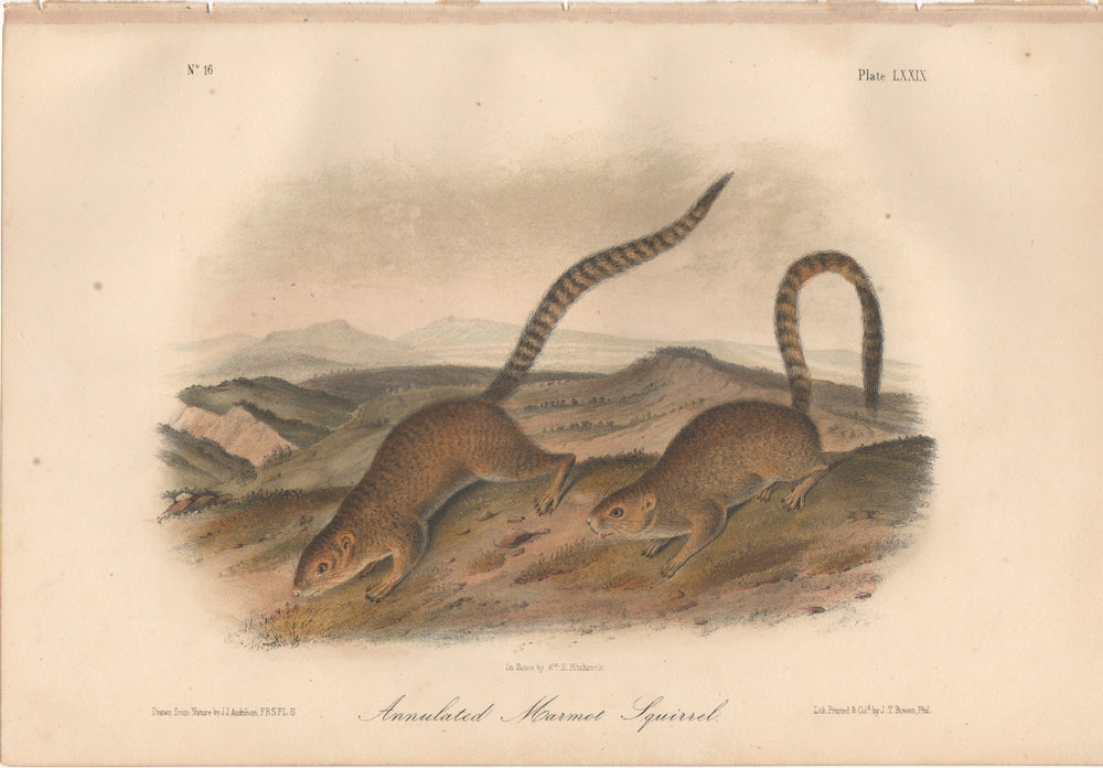 Audubon Original Octavo Mammal, Annulated Marmot Squirrel plate 79