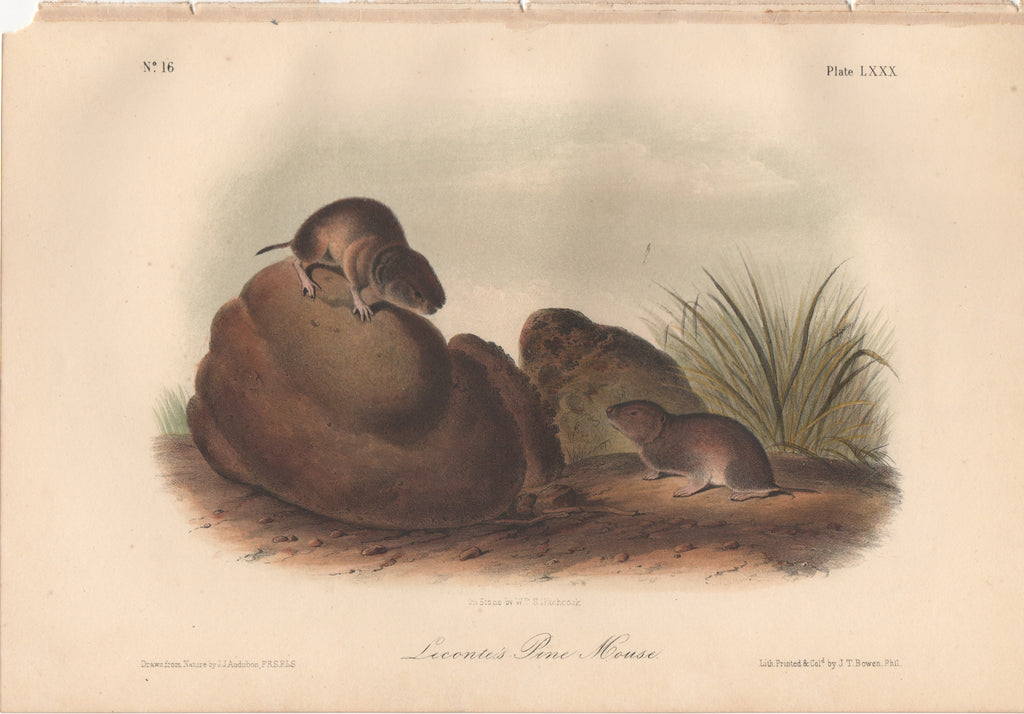 Audubon Original Octavo Mammal, Leconte's Pine Mouse plate 80