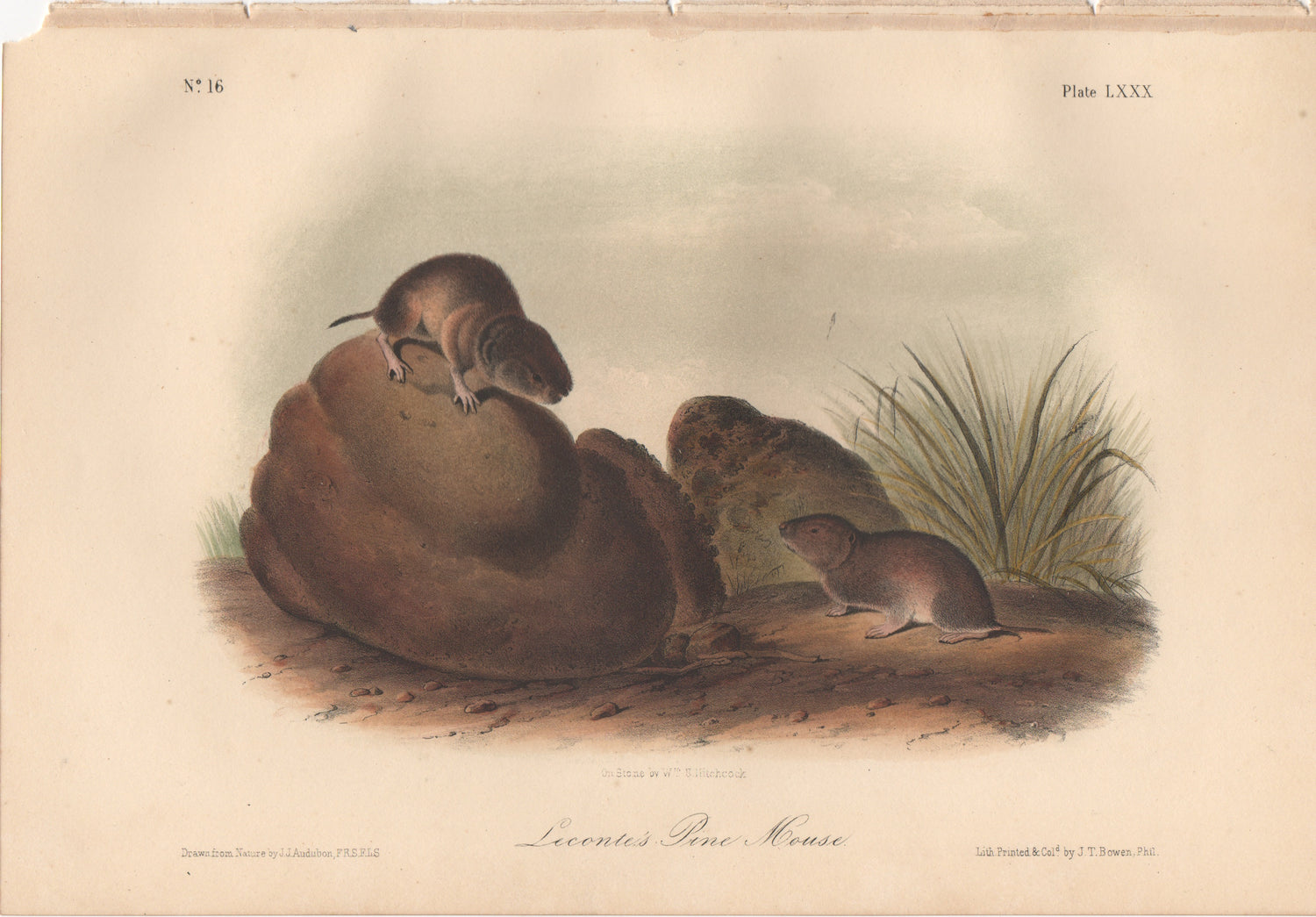 Audubon Original Octavo Mammal, Leconte's Pine Mouse plate 80