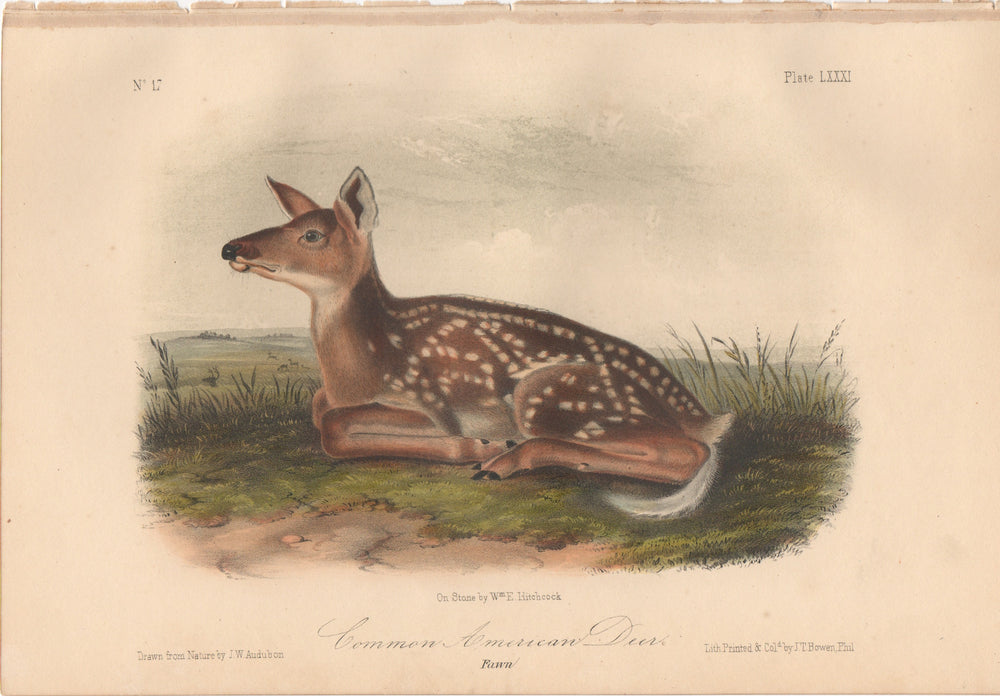 Audubon Original Octavo Mammal, Common American Deer plate 81