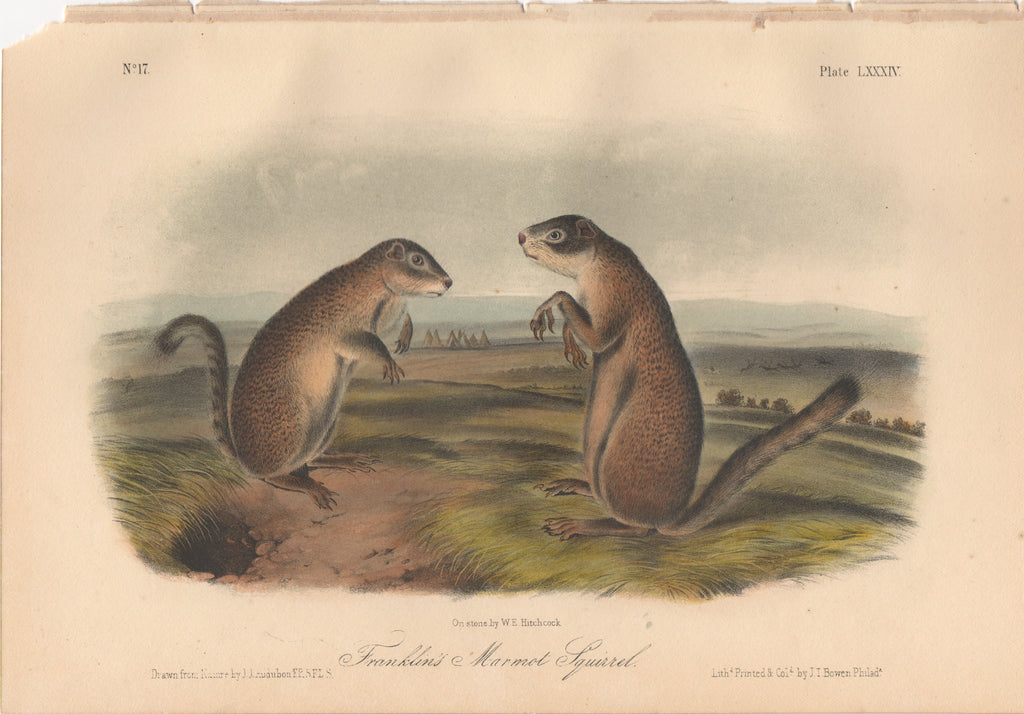 Audubon Original Octavo Mammal, Franklin's Marmot Squirrel plate 84