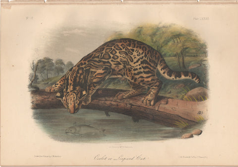 Audubon Original Octavo Mammal, Ocelot or Leopard Cat plate 86