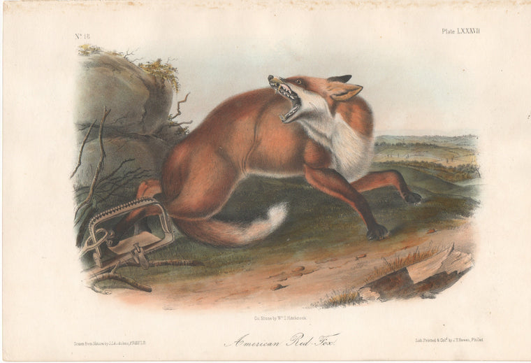 Audubon Original Octavo Mammal, American Red Fox plate 87