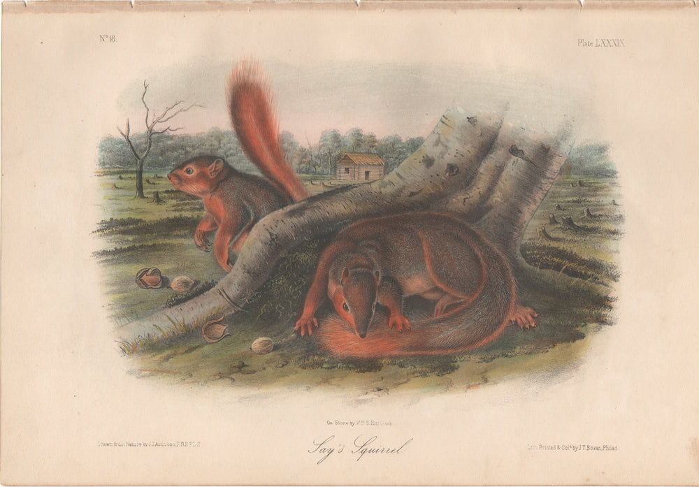 Audubon Original Octavo Mammal, Say's Squirrel plate 89
