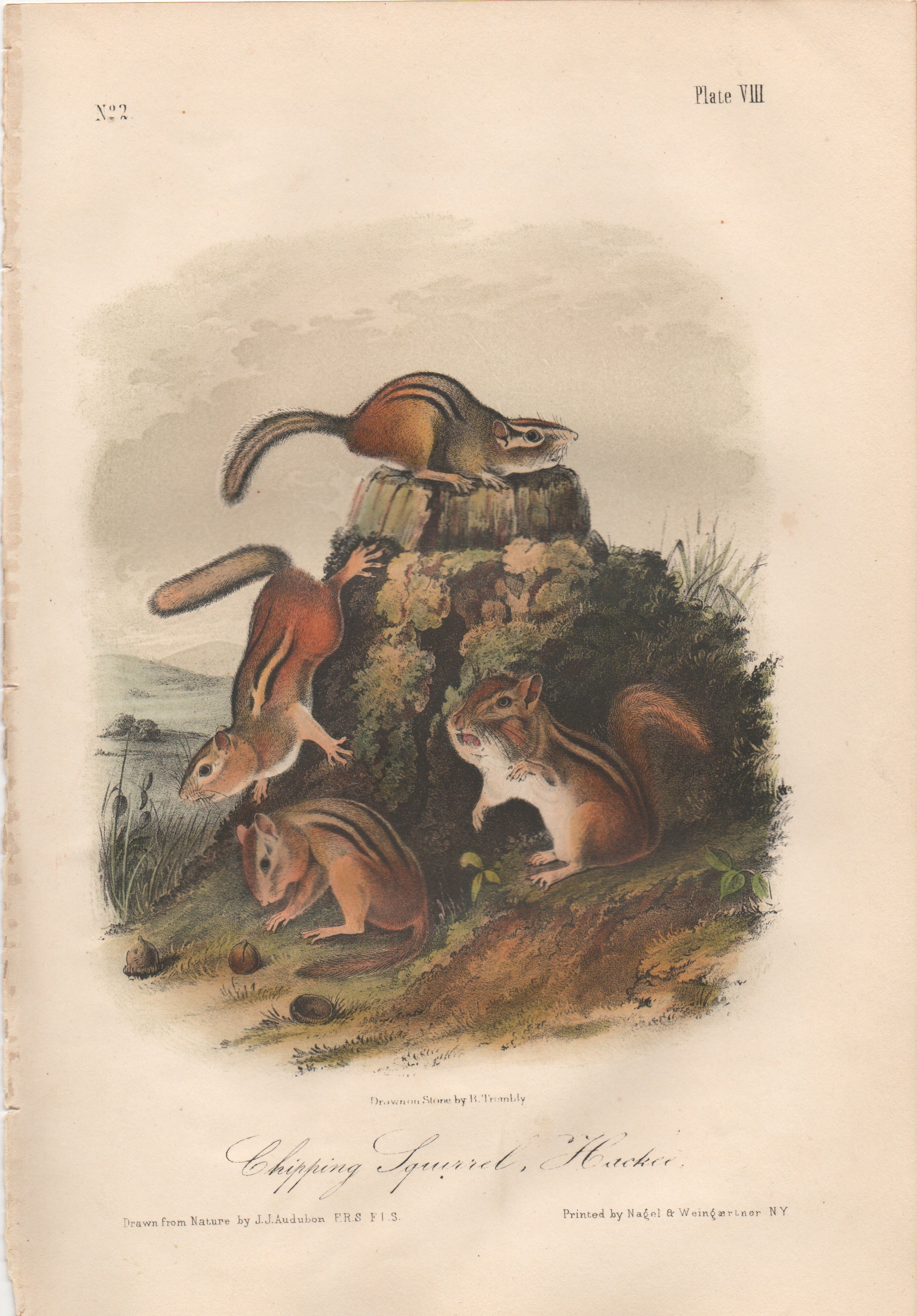 Audubon Original Octavo Mammal, Chipping Squirrel, Plate 8 – Princeton ...