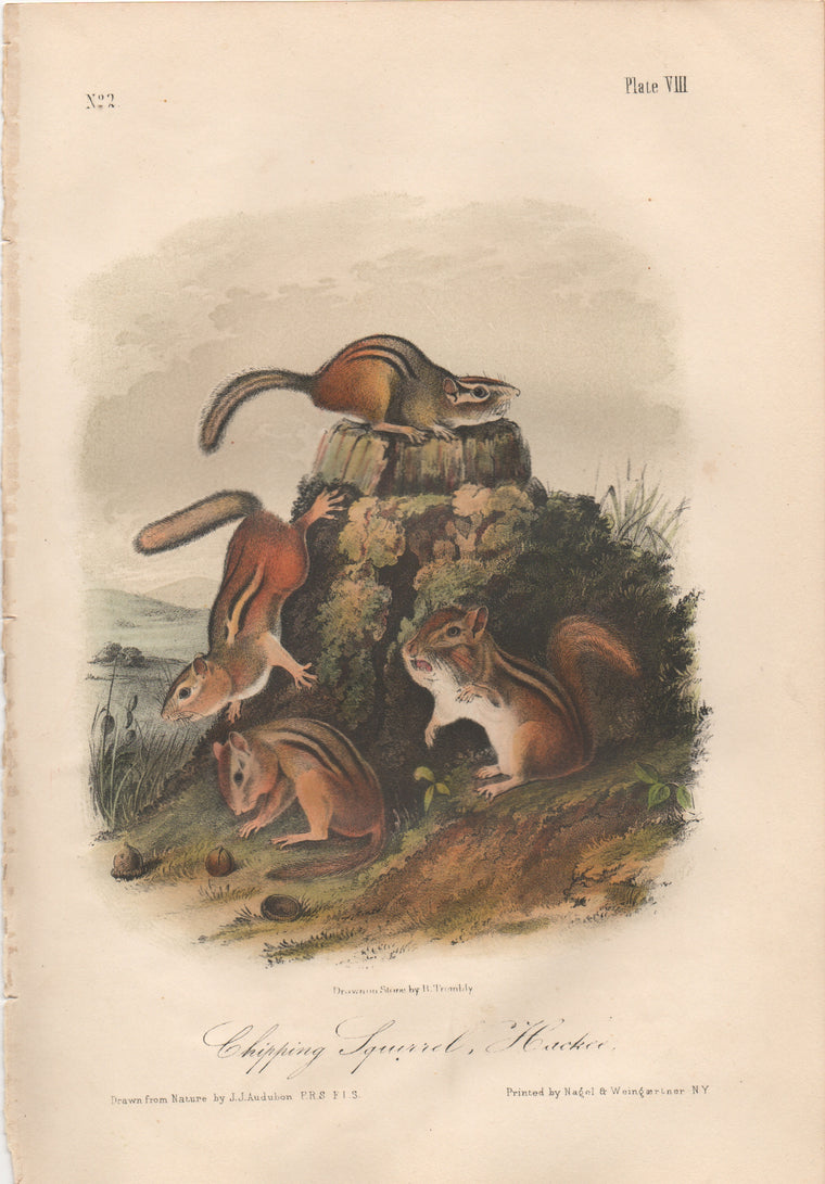 Audubon Original Octavo Mammal, Chipping Squirrel, plate 8