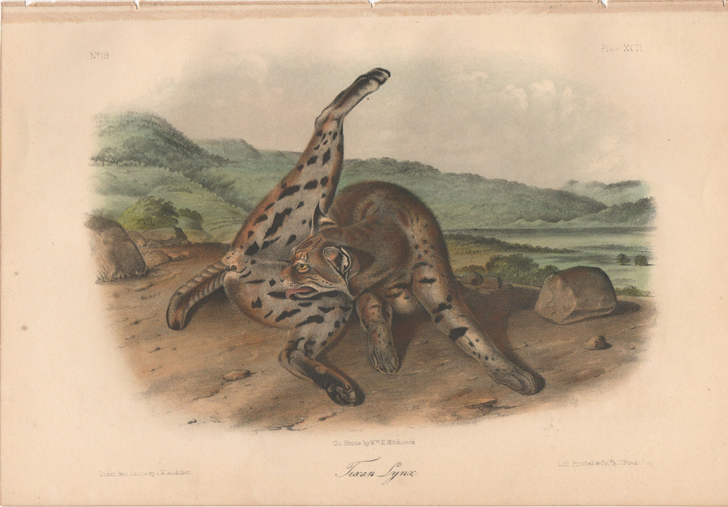 Audubon Original Octavo Mammal, Texan Lynx plate 92