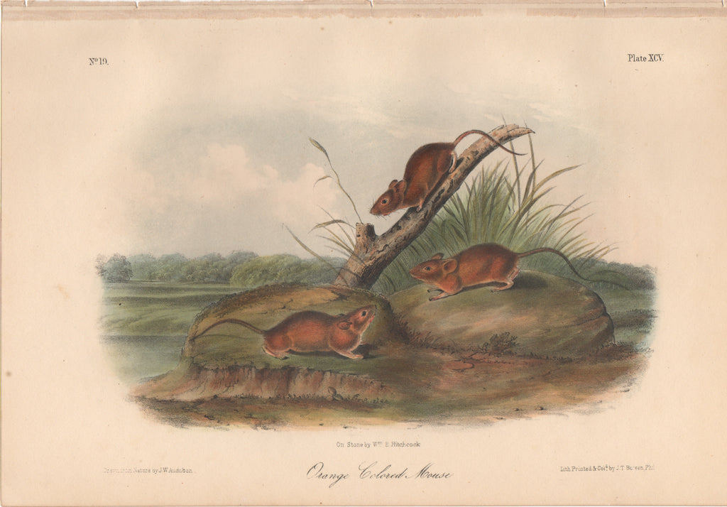 Audubon Original Octavo Mammal, Orange Colored Mouse plate 95