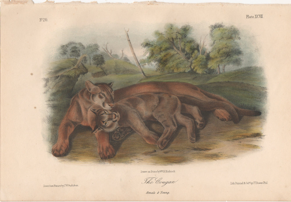 Audubon Original Octavo Mammal, The Cougar plate 97