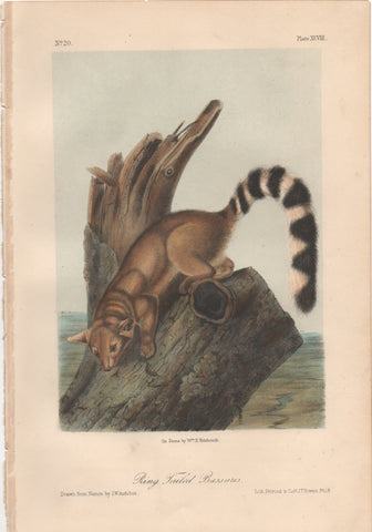 Audubon Original Octavo Mammal, Ring-tailed Bassaris plate 98