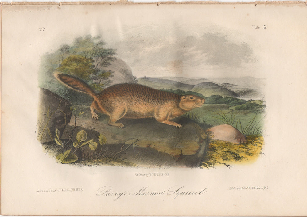 Audubon Original Octavo Mammal, Parry's Marmot Squirrel, plate 9