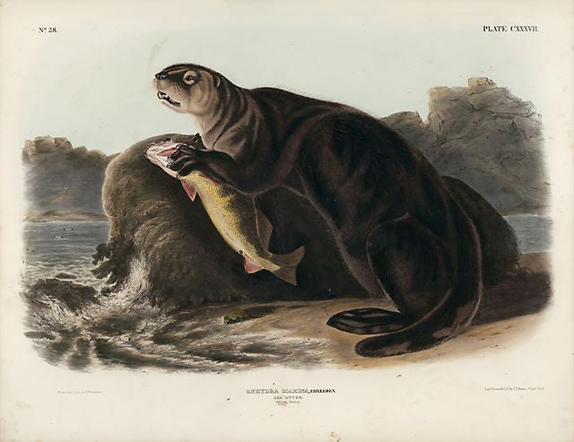 Original Imperial plate 137, Sea Otter