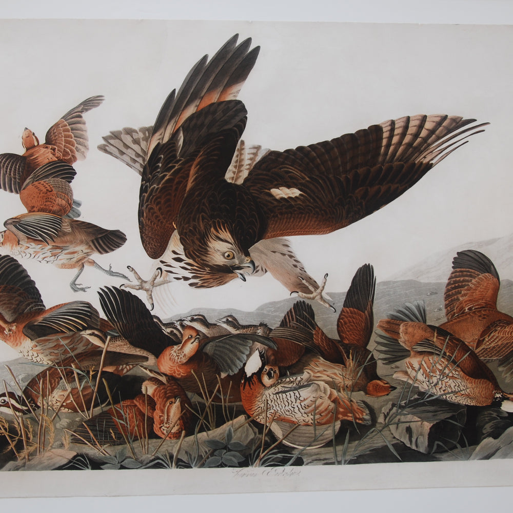 
                  
                    Original Audubon Havell Virginia Partridge, plate 76, SOLD
                  
                
