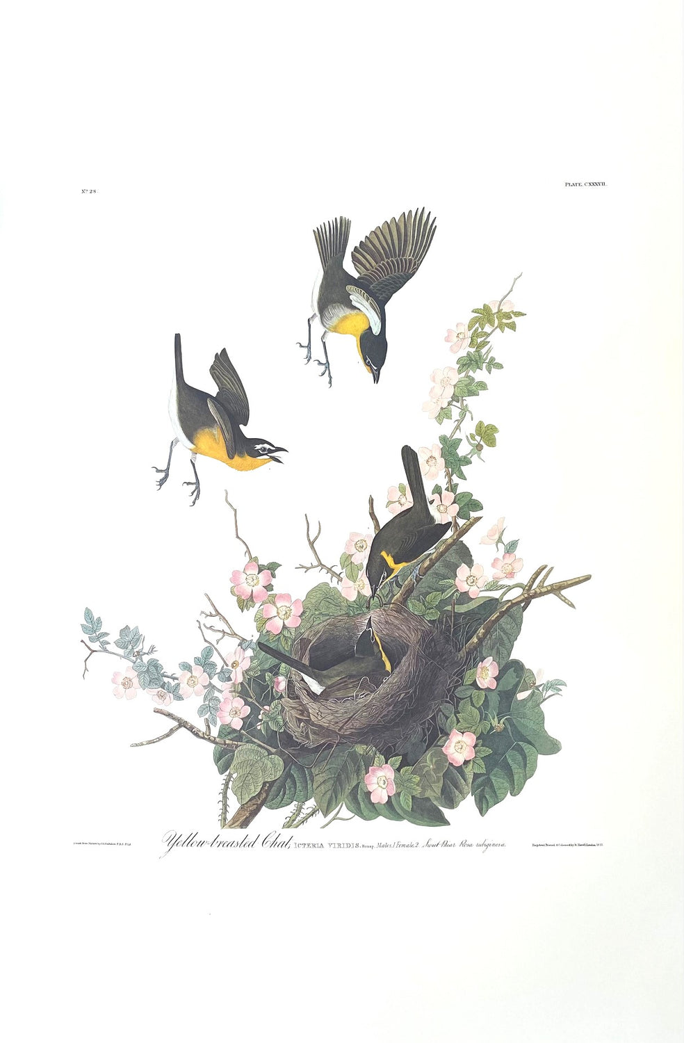 Birds of a Feather Collection - Baltimore Oriole and Yellow-breasted Chat