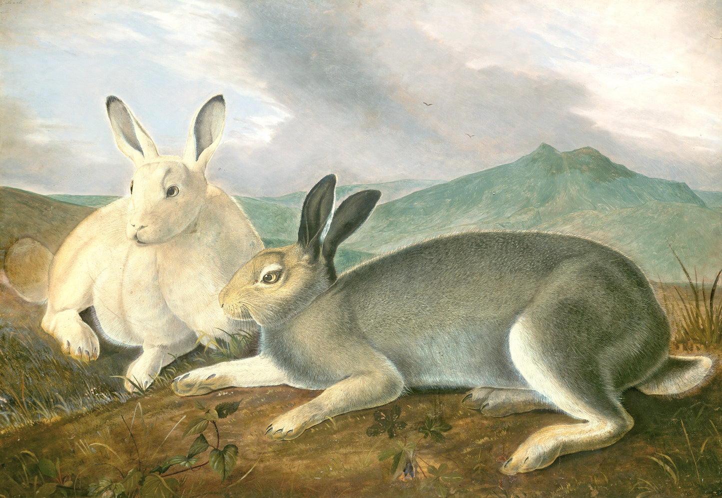 
                  
                    Artic Hare. This is a beautiful reproduction of one of Audubon's oil paintings. 20 x 28 inches, Archival paper and inks. Edition of only 500.
                  
                