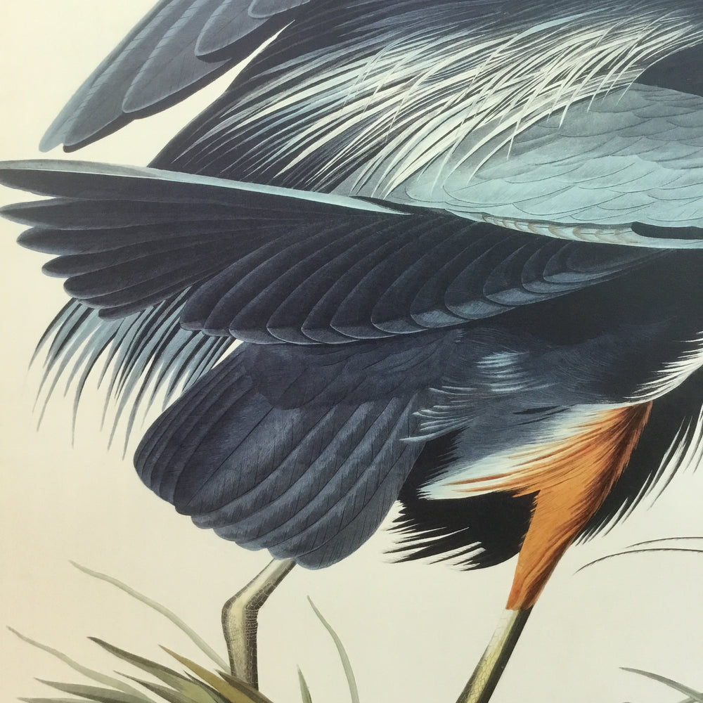 
                  
                    Great Blue Heron, 17 1/2 x 26 inches
                  
                