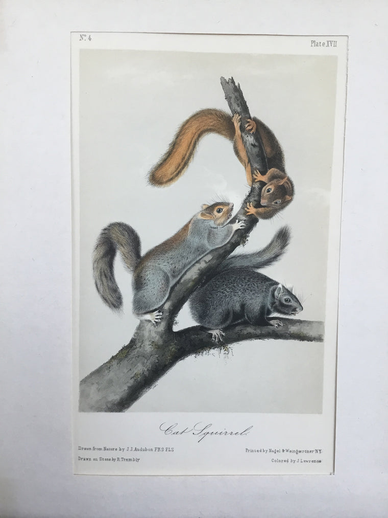 Audubon Original Octavo Quadruped 17, Cat Squirrel