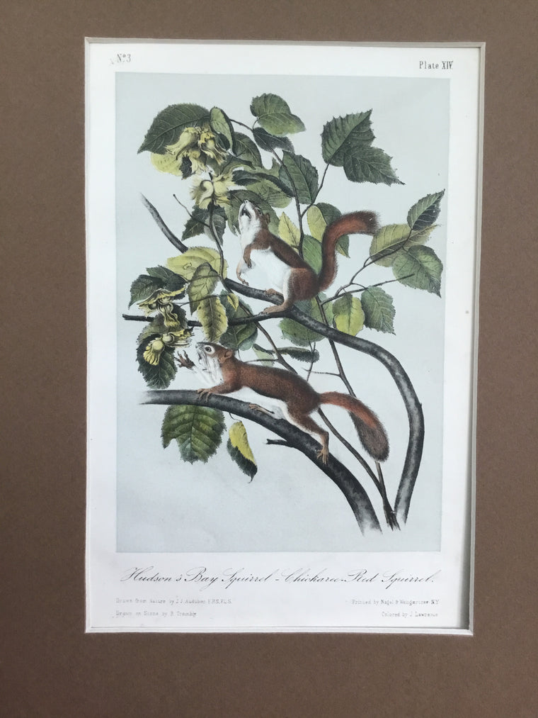Audubon Original Octavo Quadruped 14, Hudson’s Bay Squirrel