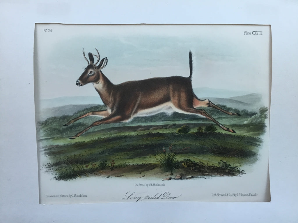 Audubon Original Octavo Quadruped 118, Long-tailed Deer