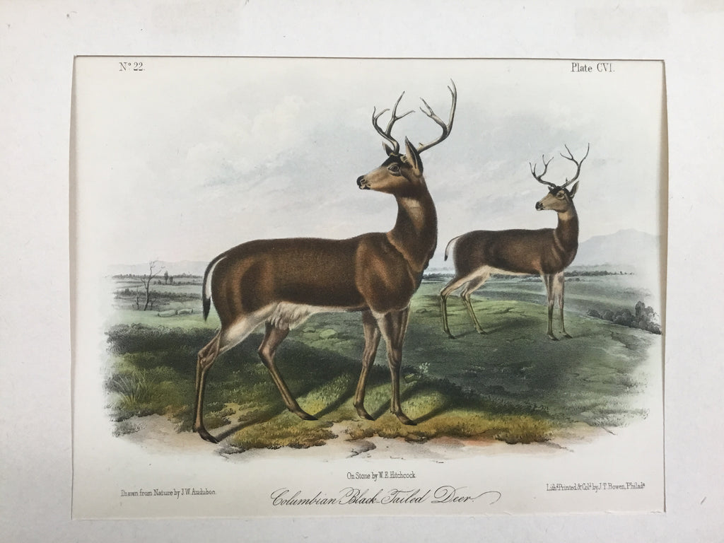 Audubon Original Octavo Quadruped 106, Columbian Black-tailed Deer