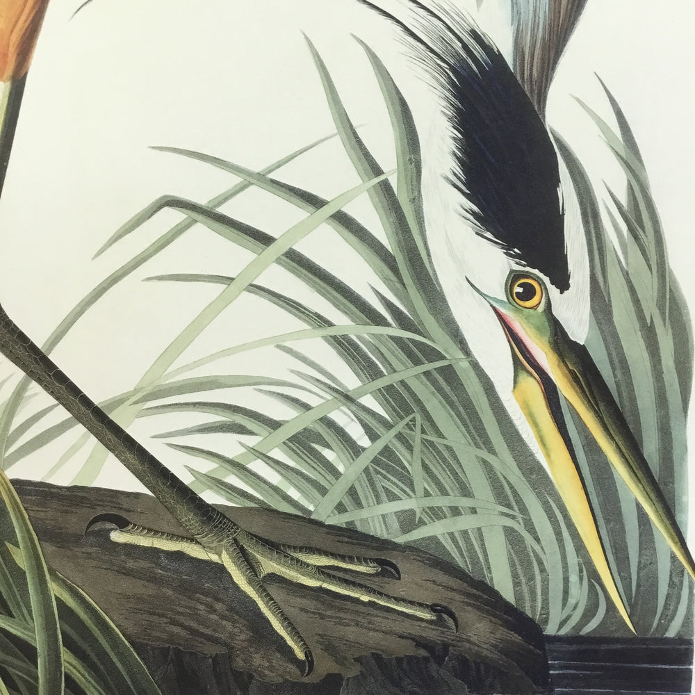 
                  
                    Great Blue Heron, 17 1/2 x 26 inches
                  
                