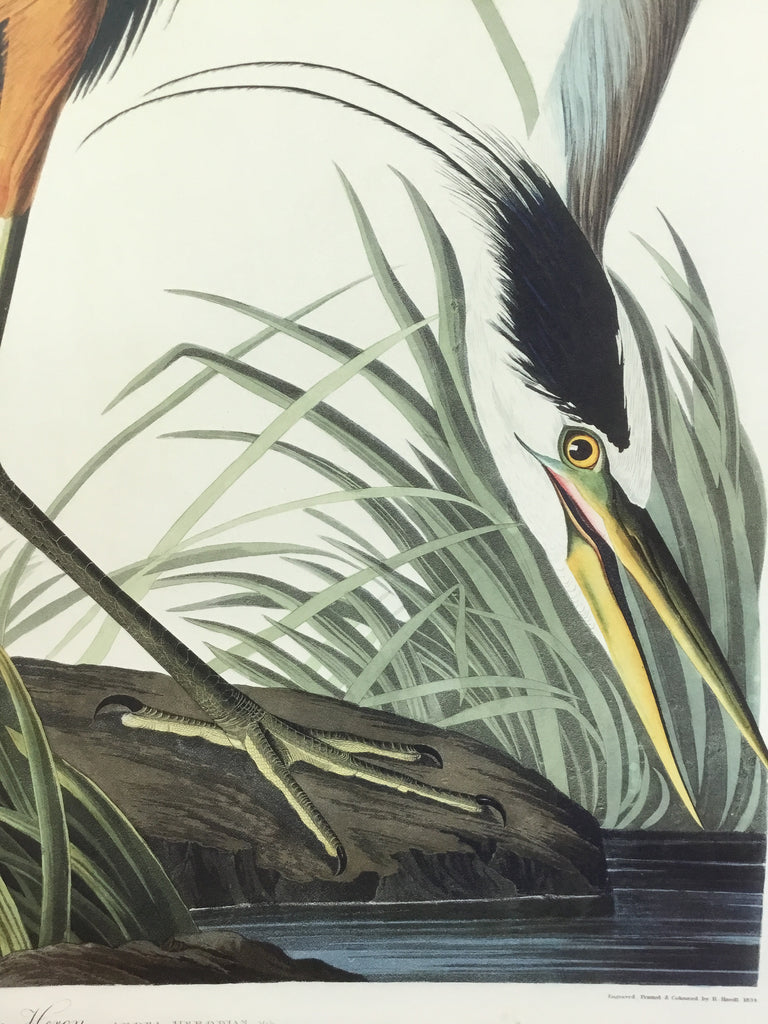 Great Blue Heron, 17 1/2 x 26 inches