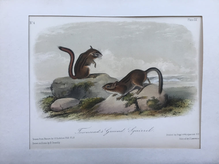 Audubon Original Octavo Quadruped 20, Townsend’s Ground Squirrel