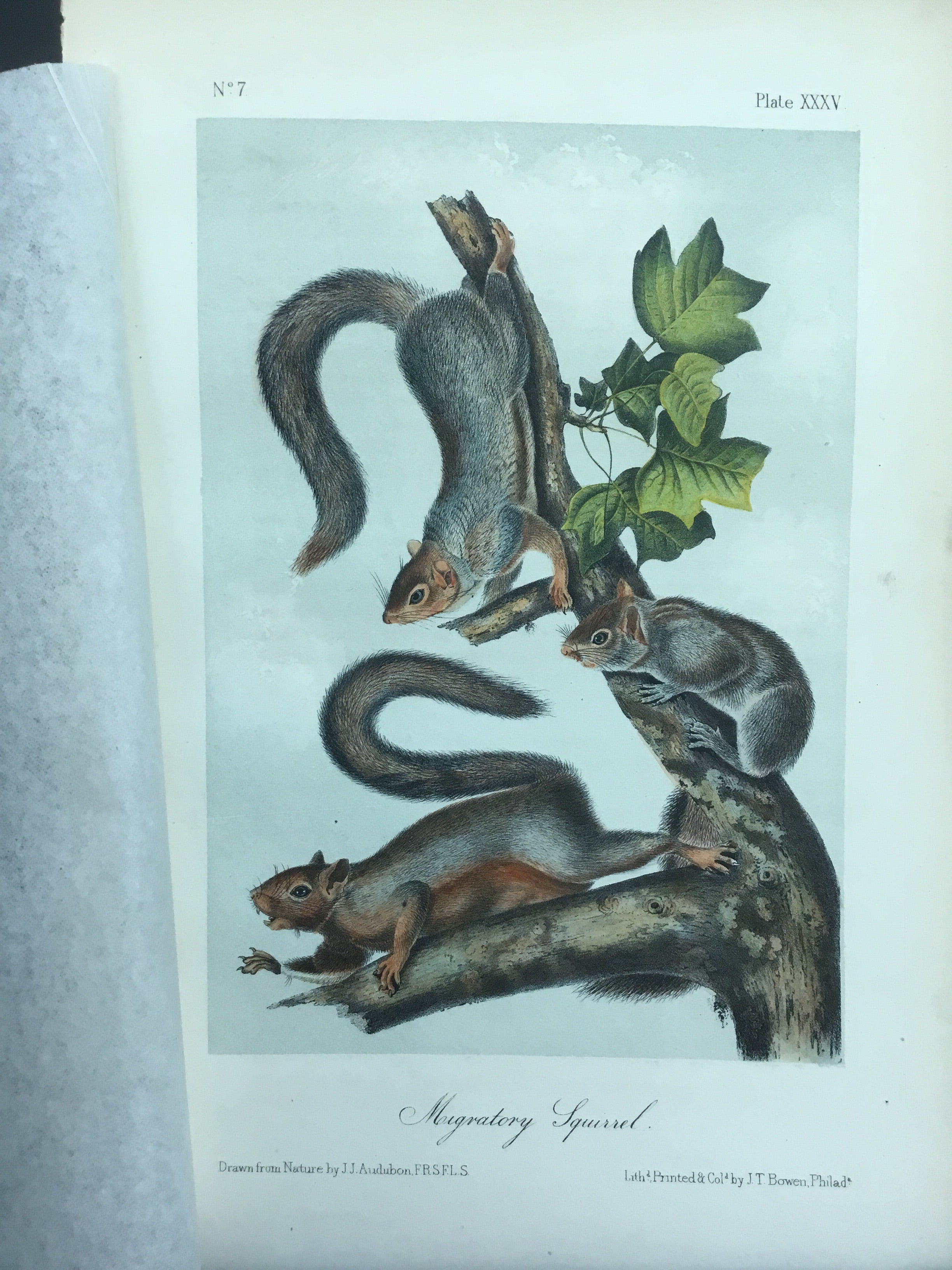 Audubon Original Octavo Quadruped 35, Migratory Squirrel – Signature ...