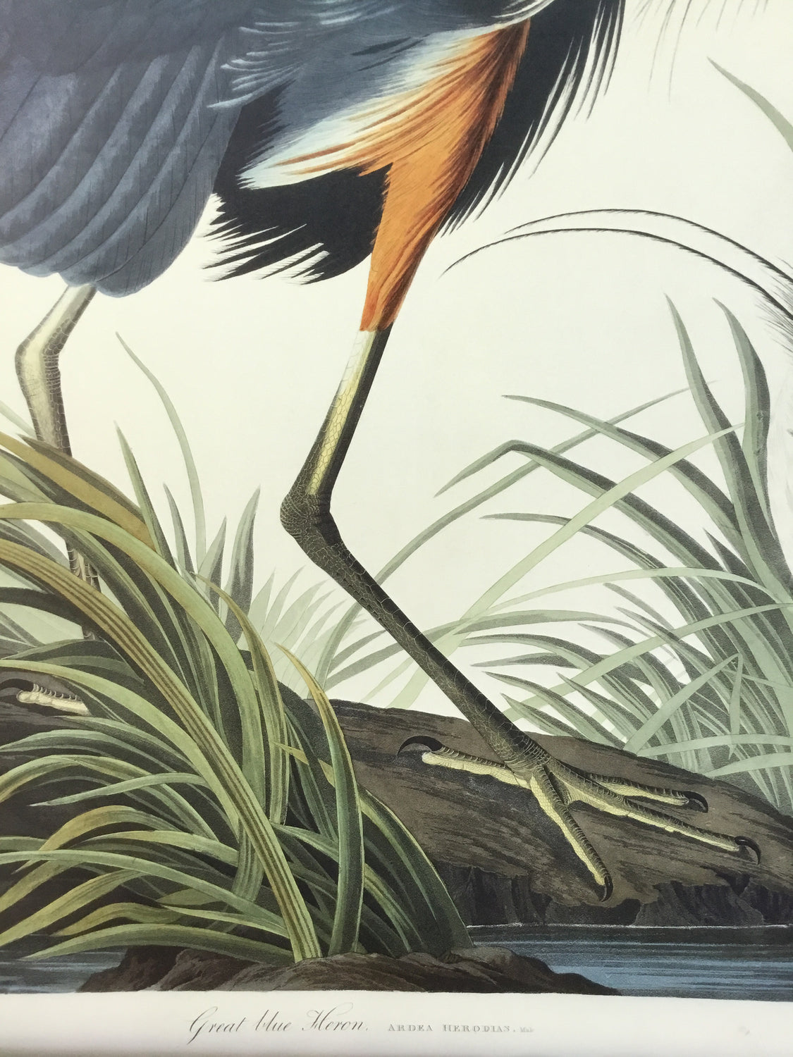 Great Blue Heron, 17 1/2 x 26 inches
