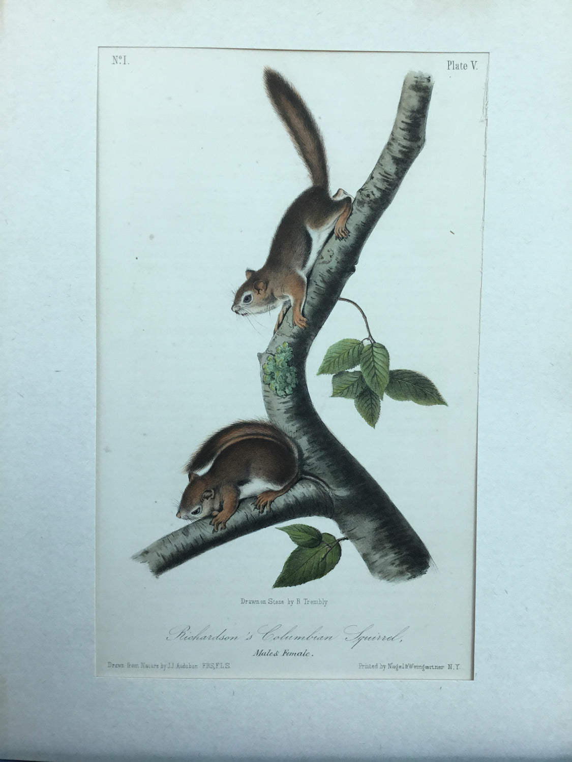 Audubon Original Octavo Quadruped 5, Richardson’s Colombian Squirrel