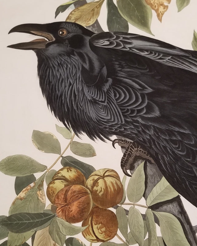 Original Havell Raven, plate 101 – Princeton Audubon Prints